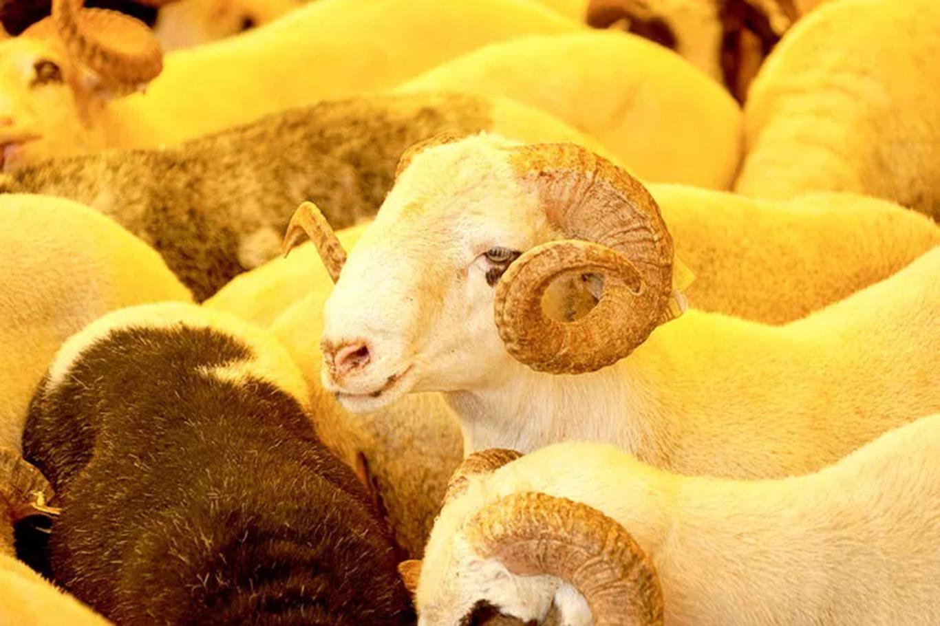 Pandemi sürecinde kurban kesmeye daha fazla önem gösterilmeli Pandemi sürecinde kurban kesmeye daha fazla önem gösterilmeli